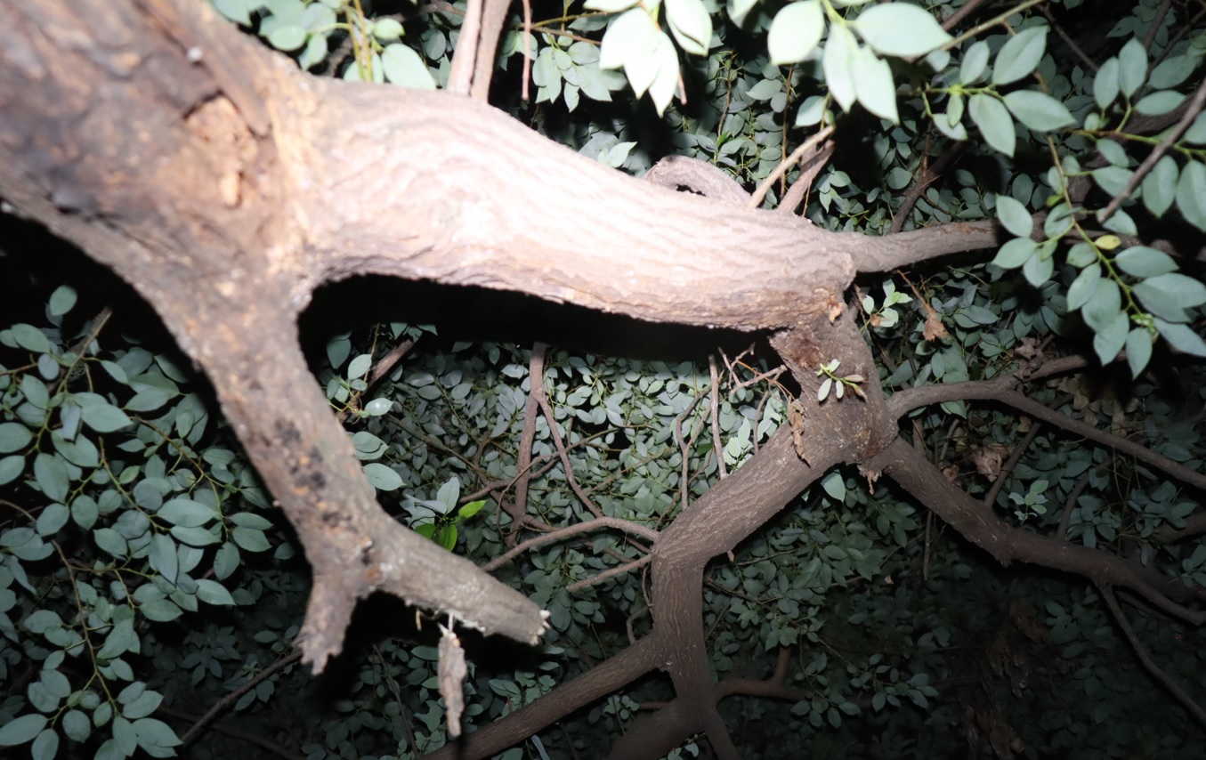 昆虫の気配無し_枝先のヤナギ－ヤナギ林_2023年7月21日20時5分 気温23.6度